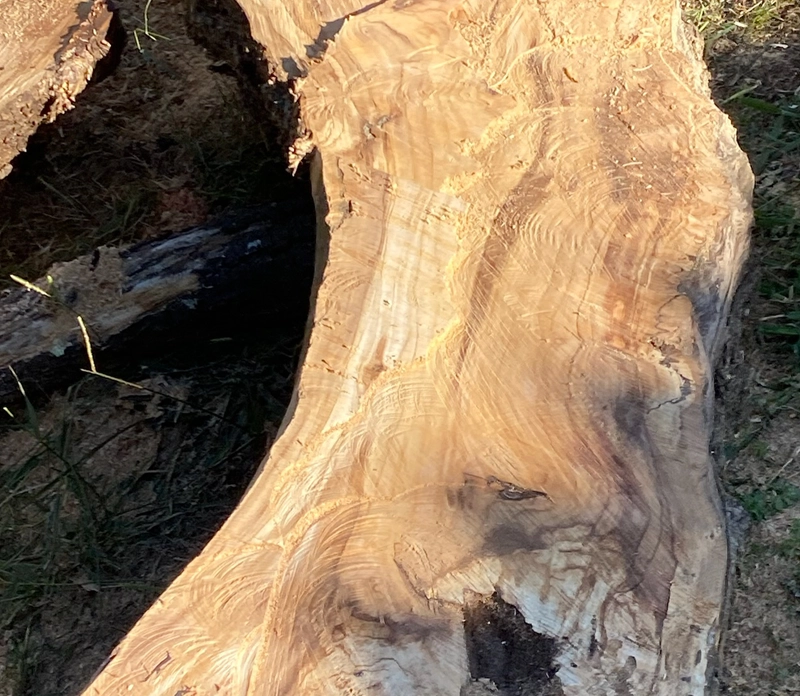Tronco de madera natural utilizado para la fabricación artesanal de muebles de madera maciza en Galicia